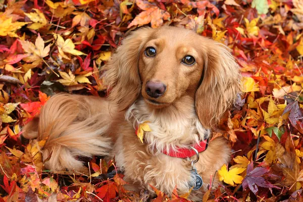 Outono cão dachshund — Fotografia de Stock