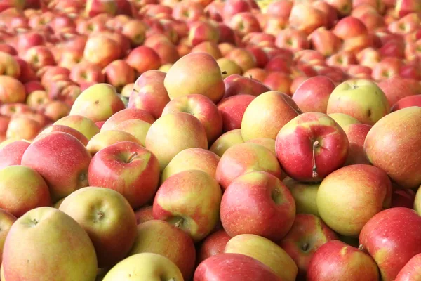 Organic apples — Stock Photo, Image