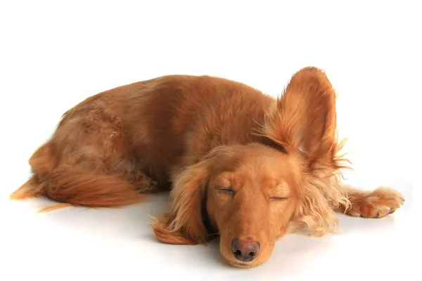 听力的瞌睡狗 — 图库照片