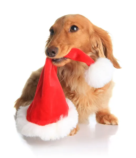 Naughty Santa dog — Stock Photo, Image