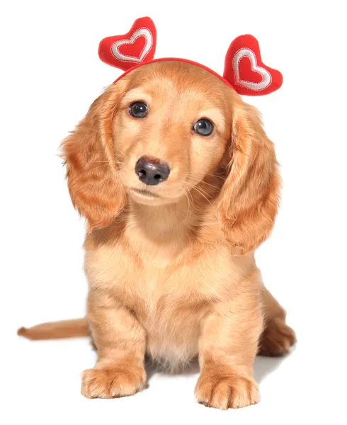 Valentine štěně — Stock fotografie