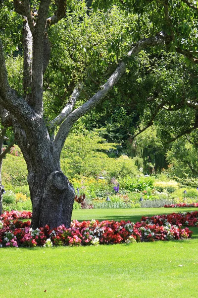 Park garden — Stock Photo, Image