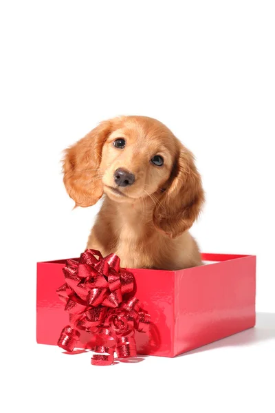 Vánoční štěně — Stock fotografie