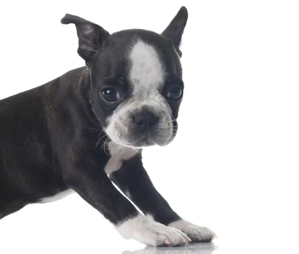 Boston terrier puppy — Stock Photo, Image