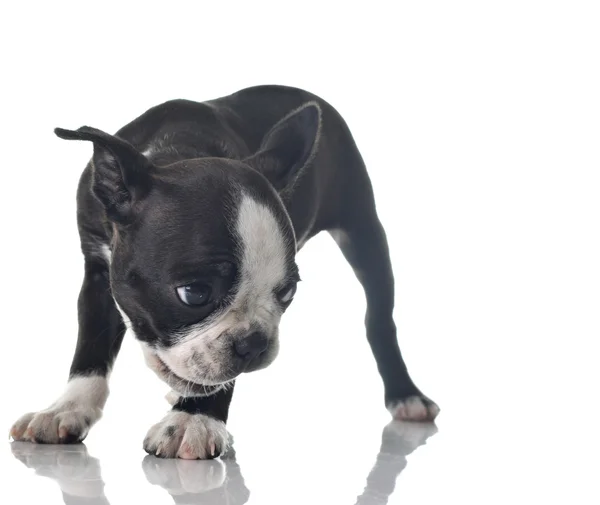 Boston terrier yavrusu — Stok fotoğraf