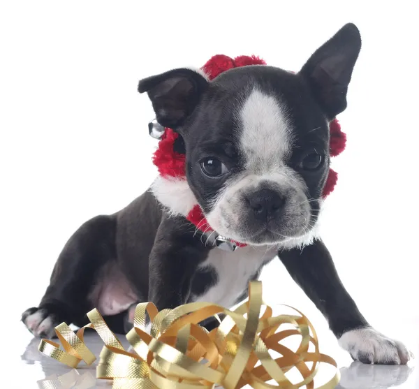 Christmas puppy — Stock Photo, Image