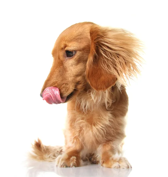 ダックスフントの舌 — ストック写真