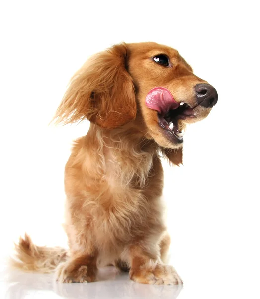 腊肠狗的舌头 — 图库照片