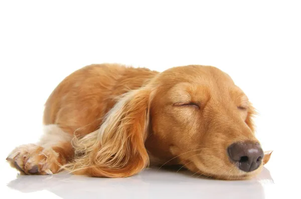 Спящий щенок — стоковое фото