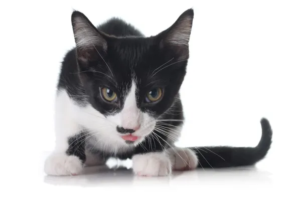 Evil kitten — Stock Photo, Image