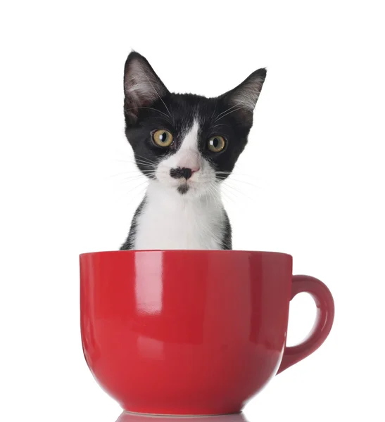 Katje in een kopje — Stockfoto