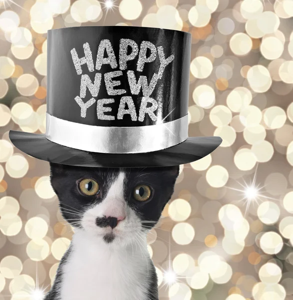 Ευτυχισμένο το νέο έτος γατάκι — Φωτογραφία Αρχείου