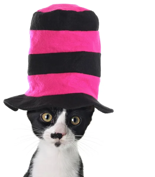 Kočka klobouku — Stock fotografie