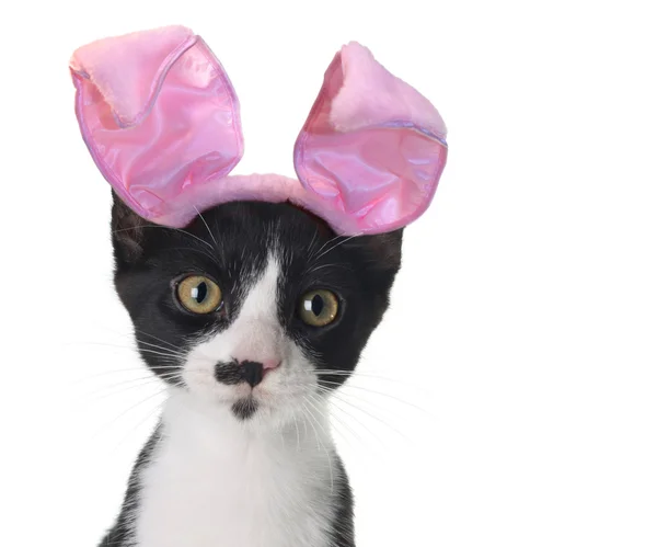 Easter bunny kitten — Stock Photo, Image