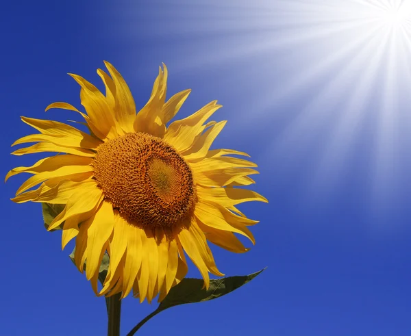 stock image Sunflower