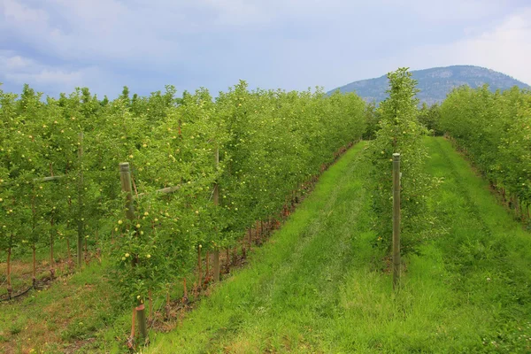 El huerto de manzanas — Foto de Stock