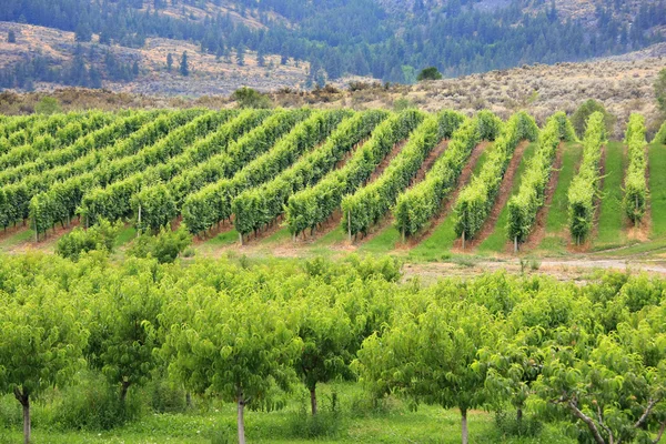 The vineyard — Stock Photo, Image