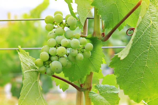 Виноград виноградник — стокове фото