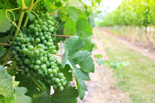 Vineyard grapes — Stock Photo, Image