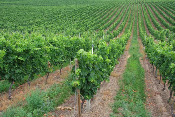 The vineyard — Stock Photo, Image
