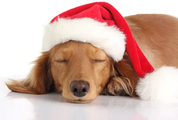 Sleepy Santa dog — Stock Photo, Image