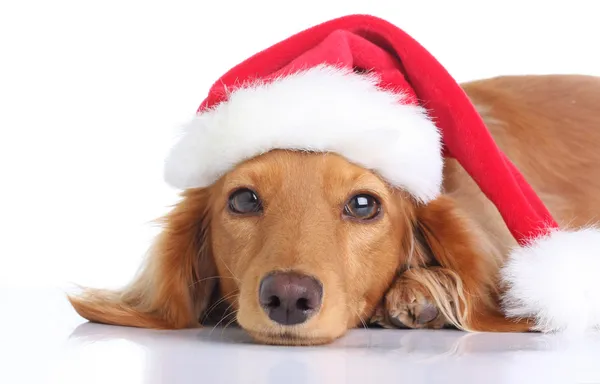 Santa hond — Stockfoto