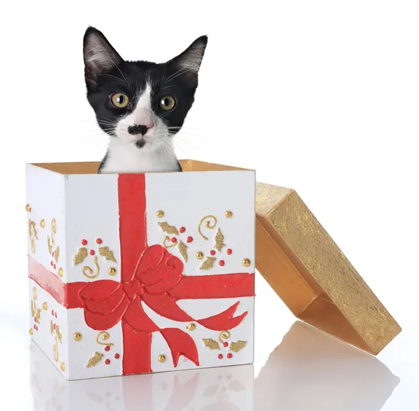 Boże Narodzenie kotek — Zdjęcie stockowe