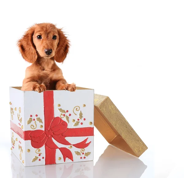 Presente de cachorro de Natal — Fotografia de Stock