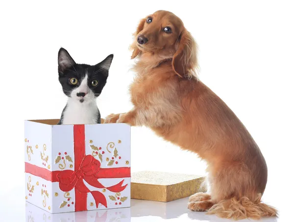 Hund und Weihnachtsgeschenk. — Stockfoto