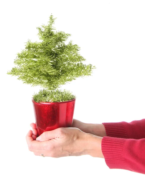 Kerstboom, hand gehouden. — Stockfoto