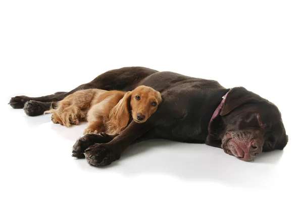 Sleepy dachshund and lab — Stock Photo, Image