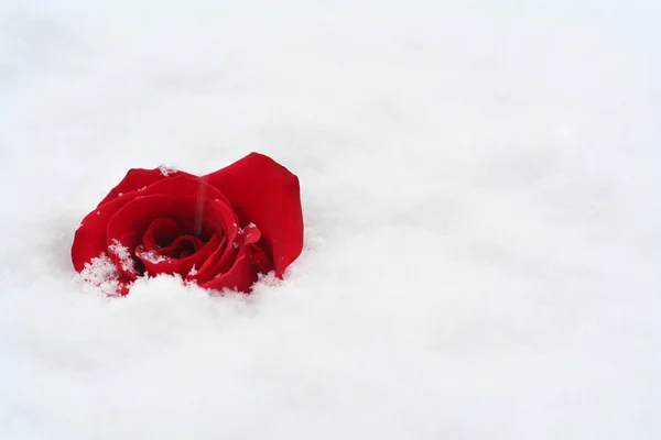 Rose rouge dans la neige — Photo
