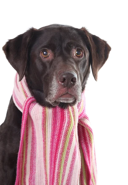 Labrador im rosa Schal — Stockfoto