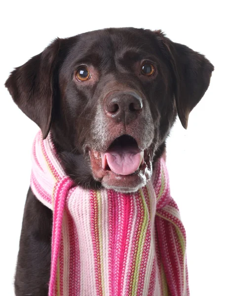 Labrador im Schal — Stockfoto