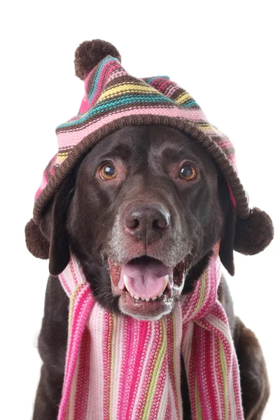 冬の犬 — ストック写真