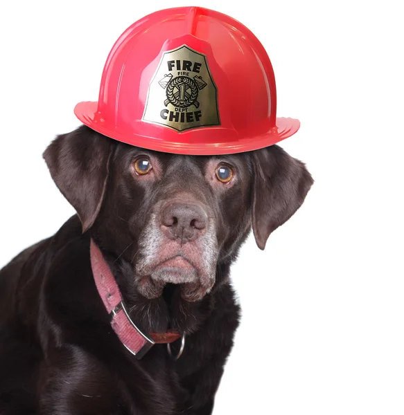 Labrador tűzoltó — Stock Fotó