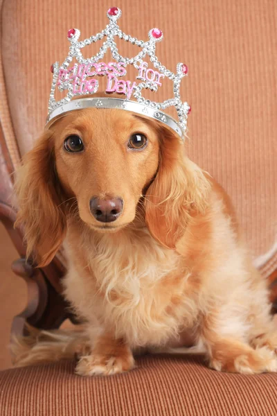 Είδος γερμανικού κυνηγετικού σκύλου πριγκίπισσα — Φωτογραφία Αρχείου