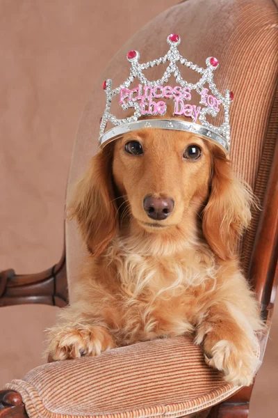 Princess dachshund — Stock Photo, Image