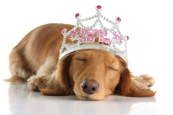 Princesa perro — Foto de Stock