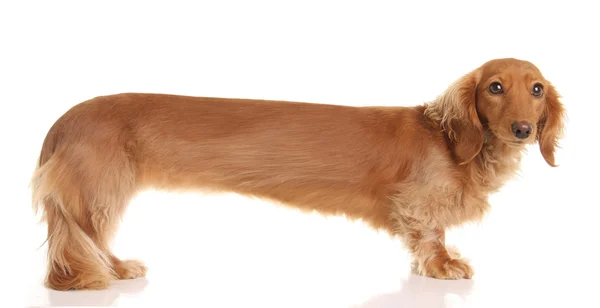 Extra dachshund panjang — Stok Foto