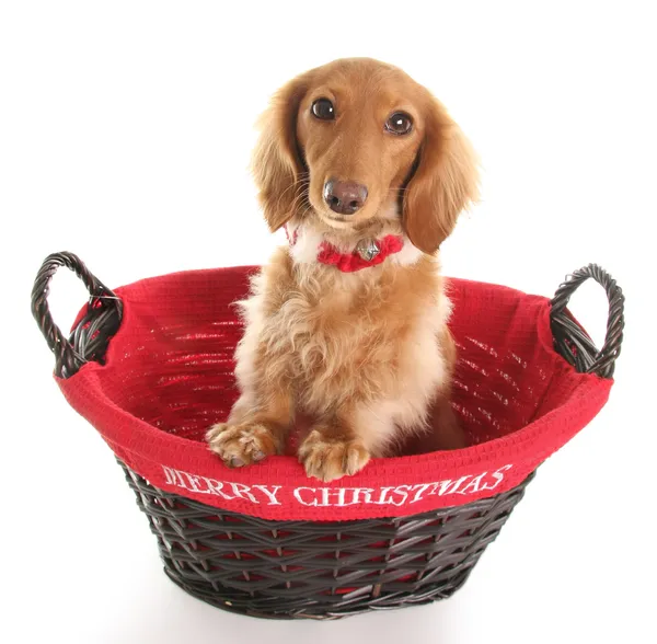 Noel dachshund — Stok fotoğraf