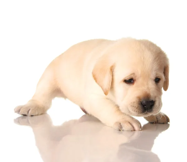 Gele lab pup — Stockfoto