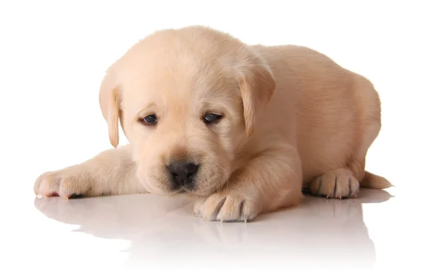 Sarı lab köpek yavrusu — Stok fotoğraf