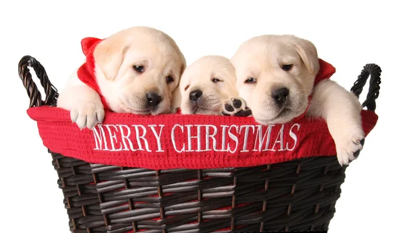 Cachorros de Natal — Fotografia de Stock