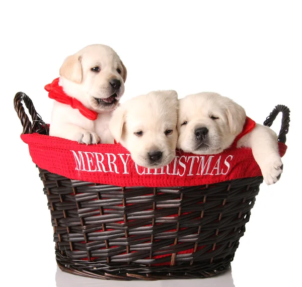 Tres cachorros de Navidad — Foto de Stock