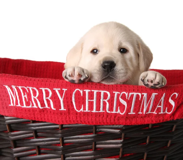 Merry Christmas puppy — Stockfoto