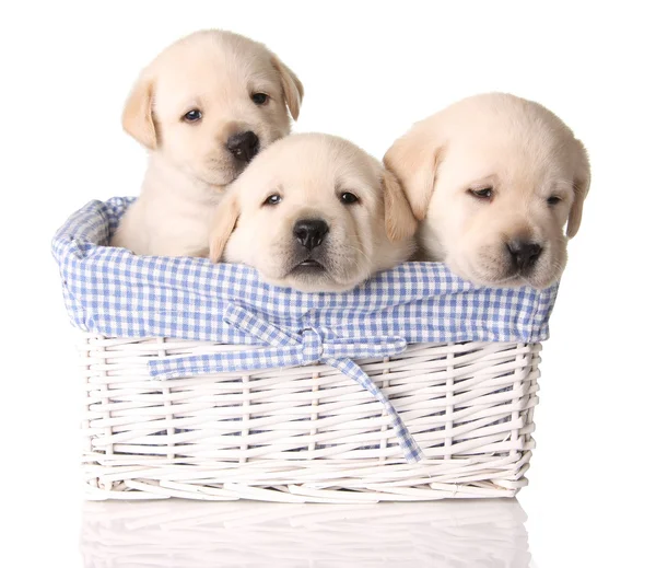 Cachorros de laboratorio — Foto de Stock