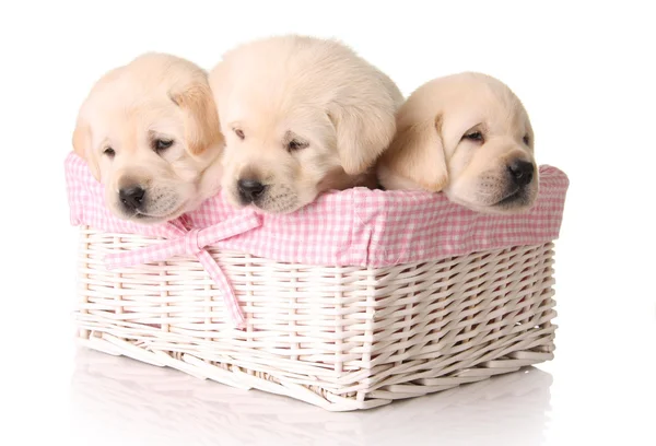 Pink puppies — Stock Photo, Image