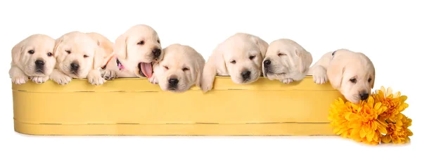 Eight lab puppies — Stock Photo, Image