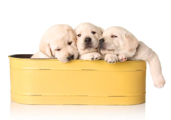 stock image Yellow lab puppies